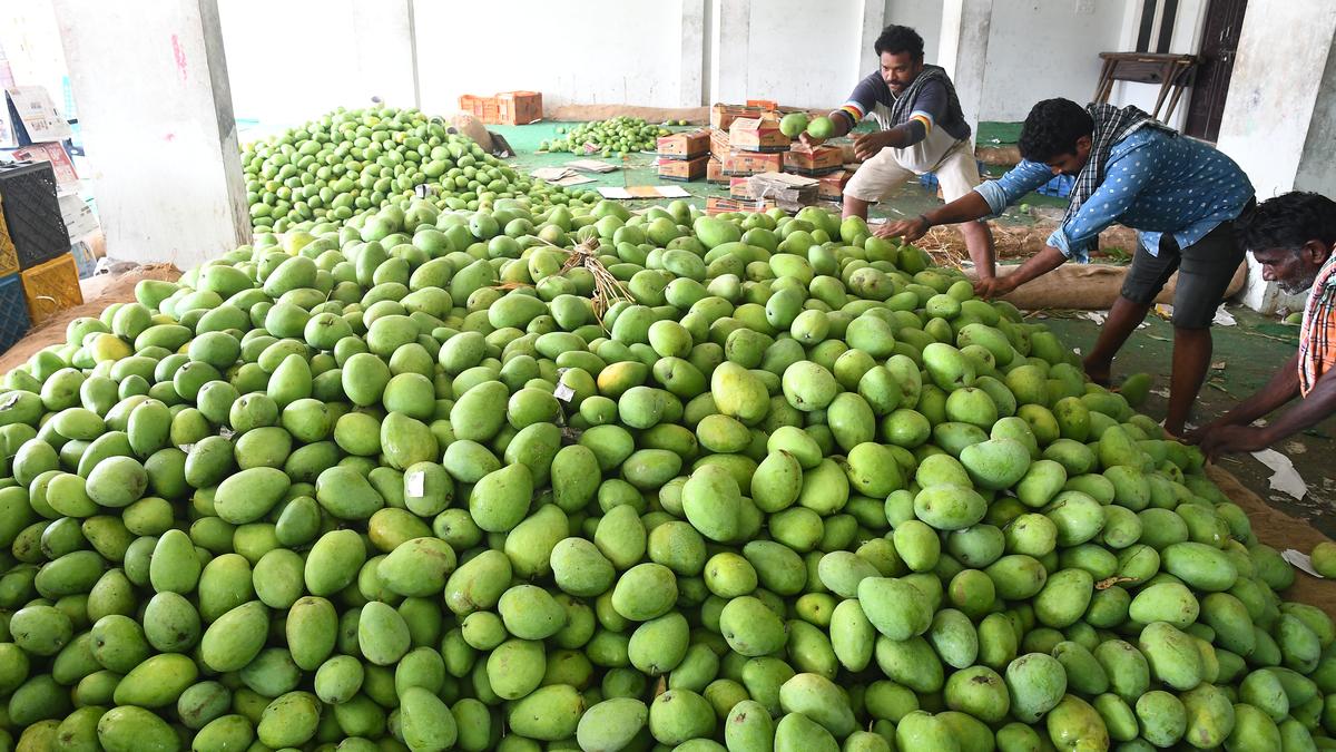 Andhra Pradesh Mango prices at Nunna market take a plunge due to sooty